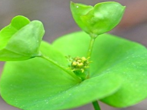 ��ҩ��ȫ ��Ǯ��Ҷ��