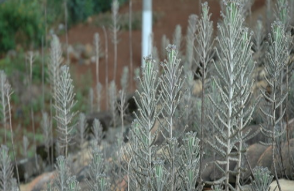 ��ҩ��ȫ ��ˮʯ�Ͳ�