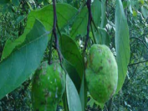 ��ҩ��ȫ Ҷ�Ϲ���