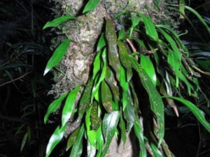 ��ҩ��ȫ �����