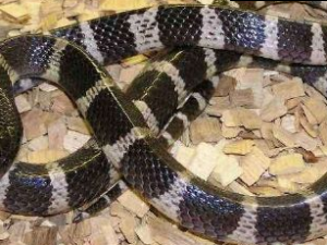 �׻���Ŀ���ĵĹ�Ч������|�÷�|����