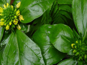 ��ҩ��ȫ ����