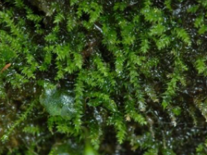 ��ҩ��ȫ ϸҶС��޺