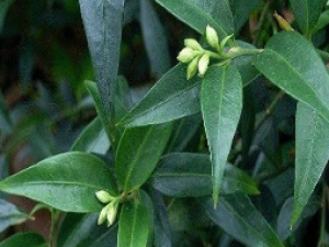 ��ҩ��ȫ �����