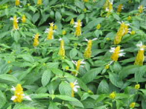 ��ҩ��ȫ �󲵹ǵ�