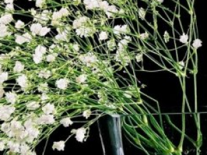 ��ҩ��ȫ ������