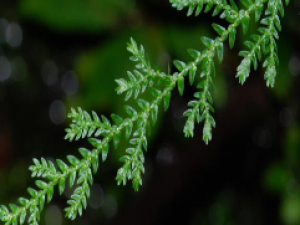 ��ҩ��ȫ ϸҶ����