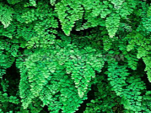 ��ҩ��ȫ ʯ����