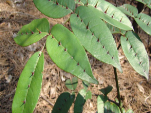 ��ҩ��ȫ �����