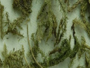 ��ҩ��ȫ ��β���