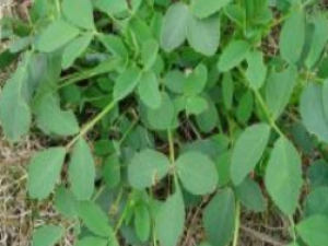 ��ҩ��ȫ ����