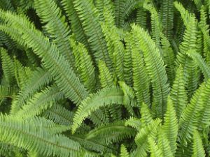 ��ҩ��ȫ ��ާ