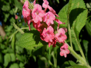 ��ҩ��ȫ ɽ���޲�