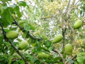 ��ҩ��ȫ ľ��֦