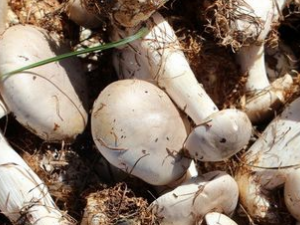 ��Ģ�Ĺ�Ч������