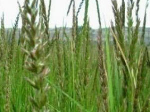 ���ݰ���Ĺ�Ч������