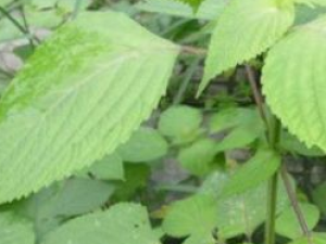 ���չ��ĵĹ�Ч������|�÷�|����