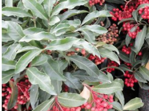 ������Ҷ�ĵĹ�Ч������|�÷�|����