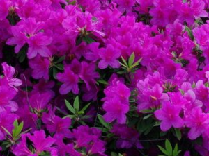 ��ɽ��ĵĹ�Ч������|�÷�|����