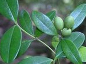 �����ϵĵĹ�Ч������|�÷�|����