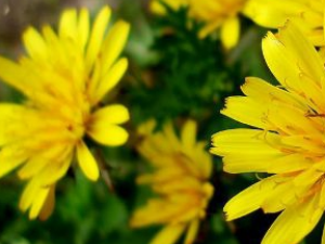 �������Ч���в�ҩ  �в�ҩ��ް̺�