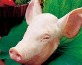 ����ʳ�� ����ͷ