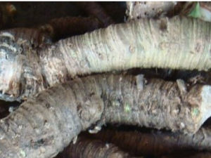 �����ߵĹ�Ч������