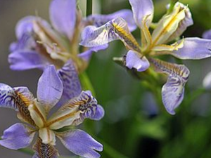 �����ȵĹ�Ч������