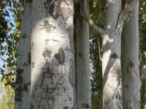 ������Ƥ�Ĺ�Ч������