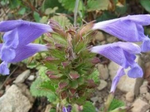 �׻��������Ĺ�Ч������