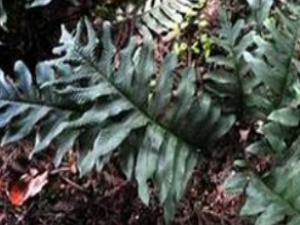 ��ҩ��ȫ ��ɽ��