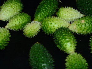 ��ҩ��ȫ Ұ�ƹ�