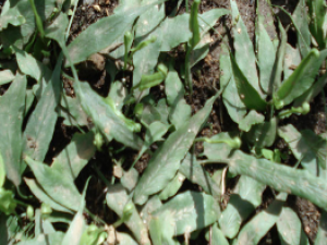 ��ҩ��ȫ ���Ų�