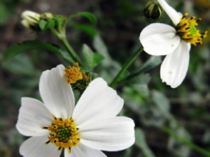 ��ҩ��ȫ ճ�˻���