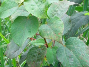 ��ҩ��ȫ ��ñ��