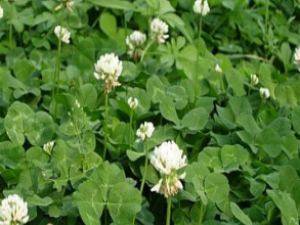 ��ҩ��ȫ �ķ���