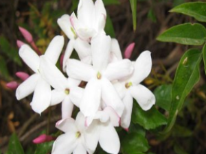 ��ҩ��ȫ ��Ҷ�ӹ���