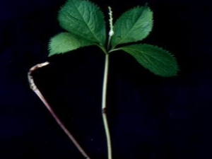 ��ҩ��ȫ ���߲ݸ�