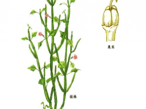 ��ҩ��ȫ �����ǲ�