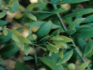 ��ҩ��ȫ ɽ��ľ