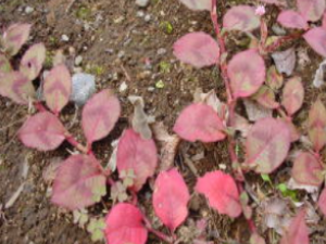 ��ҩ��ȫ ʯç��