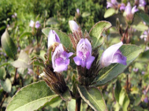 ��ҩ��ȫ ��ˮ����