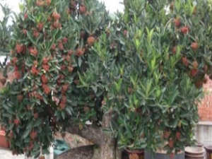 ��ҩ��ȫ ��Ѽʺ��