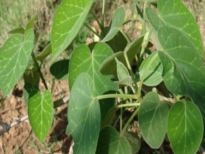 ��ҩ��ȫ ͨ��ɢ