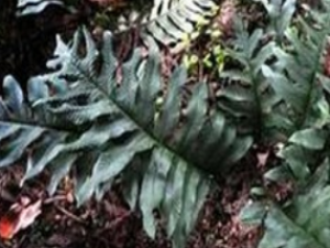 ��ҩ��ȫ ����ɽ��