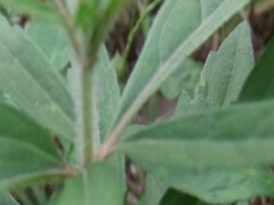 ��ҩ��ȫ ����Ҷ����