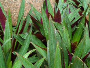 ��ҩ��ȫ ������Ҷ