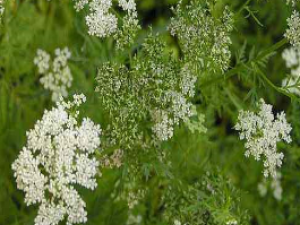 ��ҩ��ȫ �����Ҷ