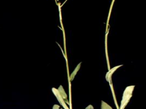 ��ҩ��ȫ ǧ�鵤