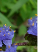 ��ҩ��ȫ ������¶ˮ��